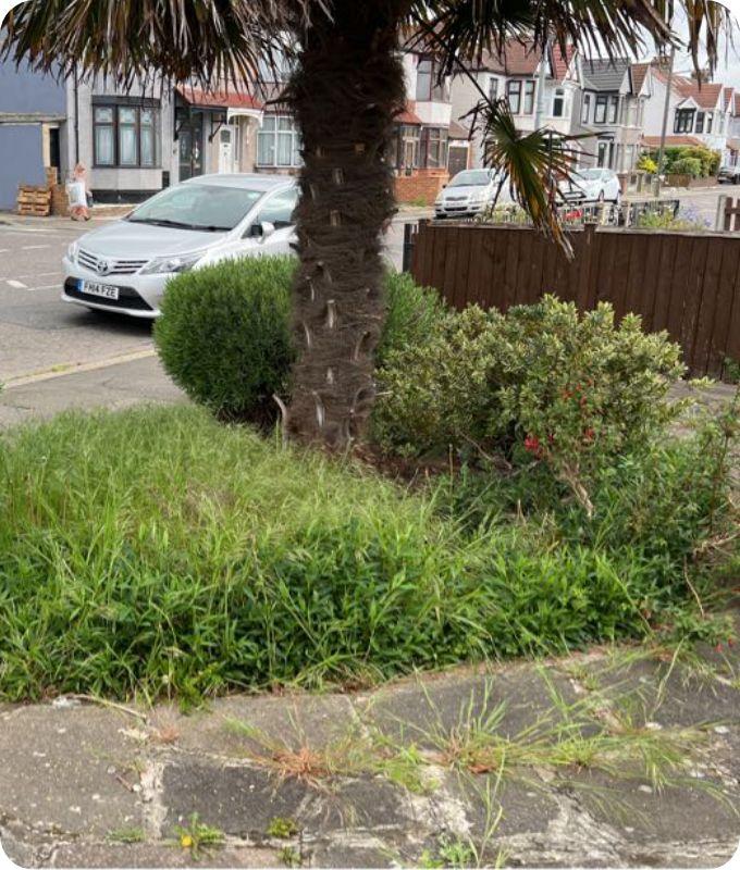 overgrown shrubs and grass