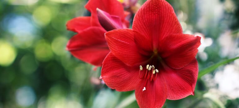 Red Amaryllis flower